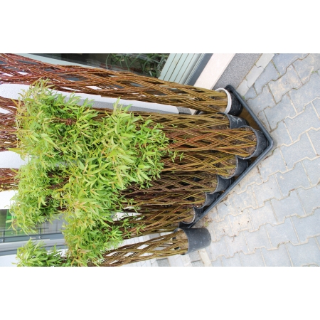 Wierzba Pleciona 130 cm